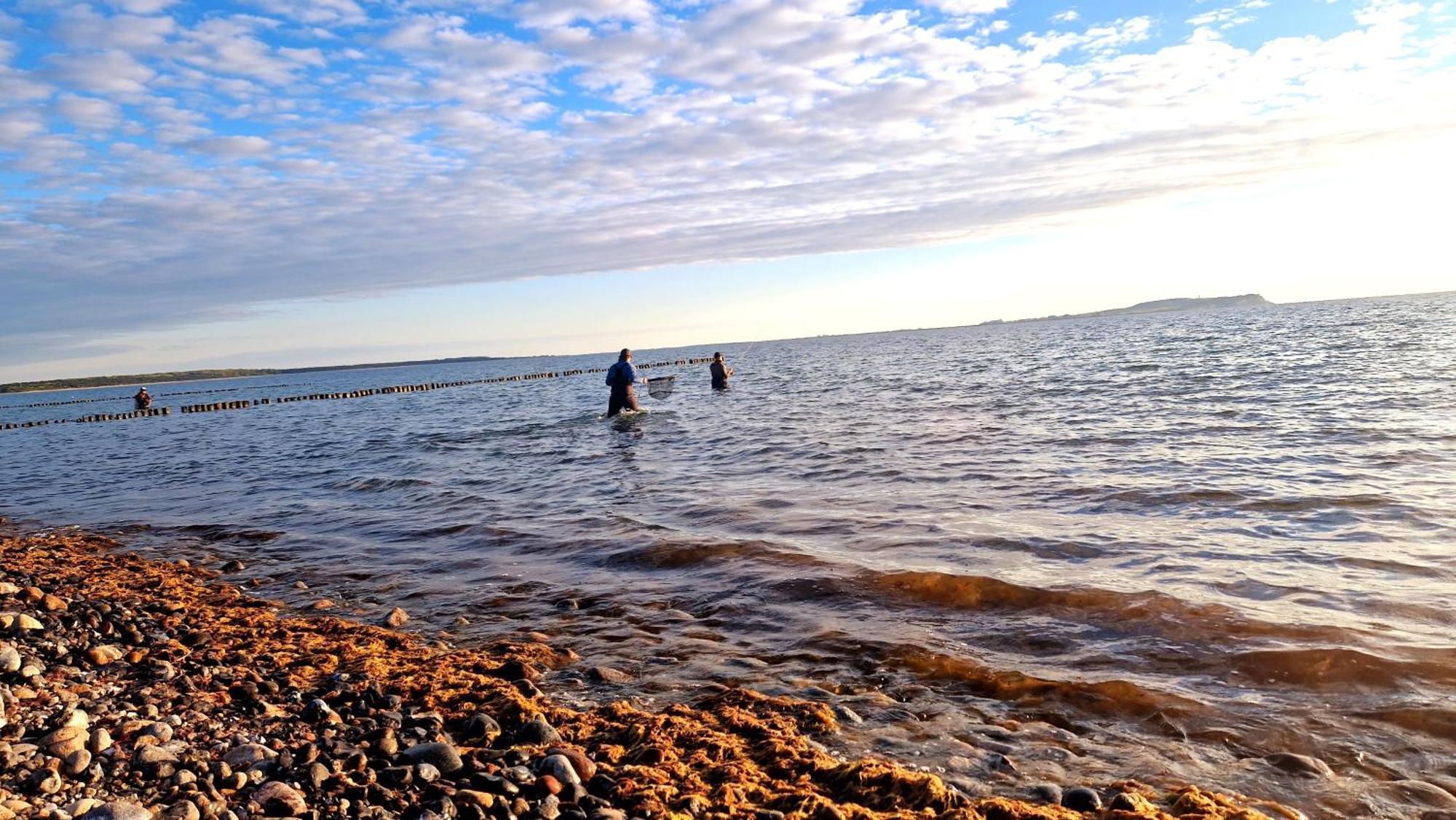 App 7O Kleinertag Am Meer Dranske Luaran gambar
